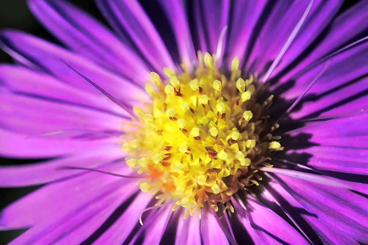 Flor violeta bajo una luz intensa
