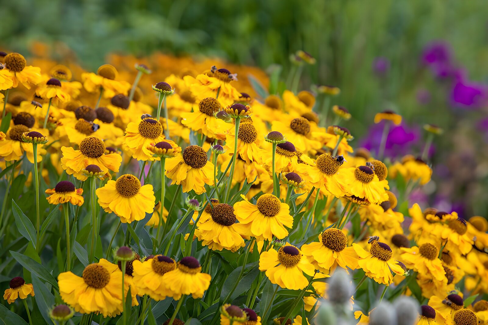 TPES42568: Flores amarillas a plena luz