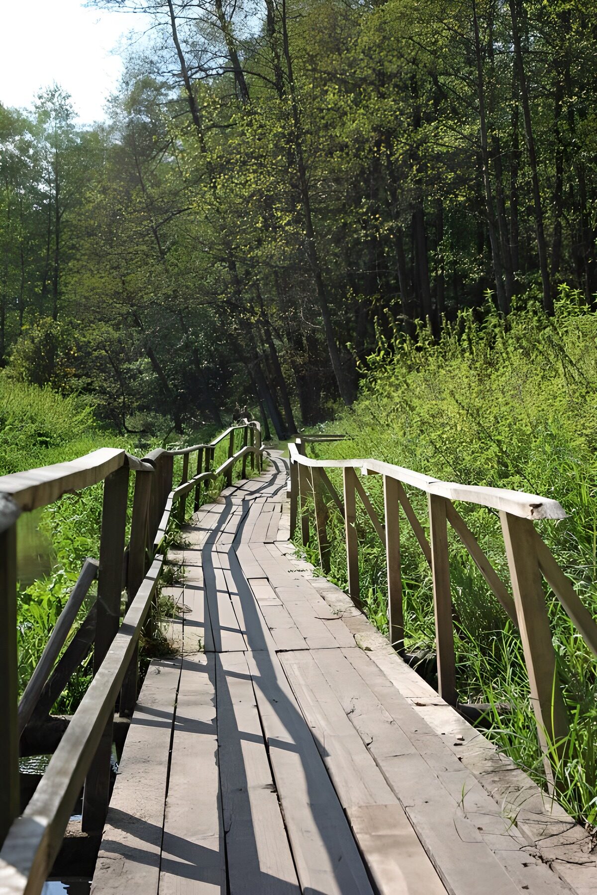 TPES40788: Pasarela de madera en el bosque