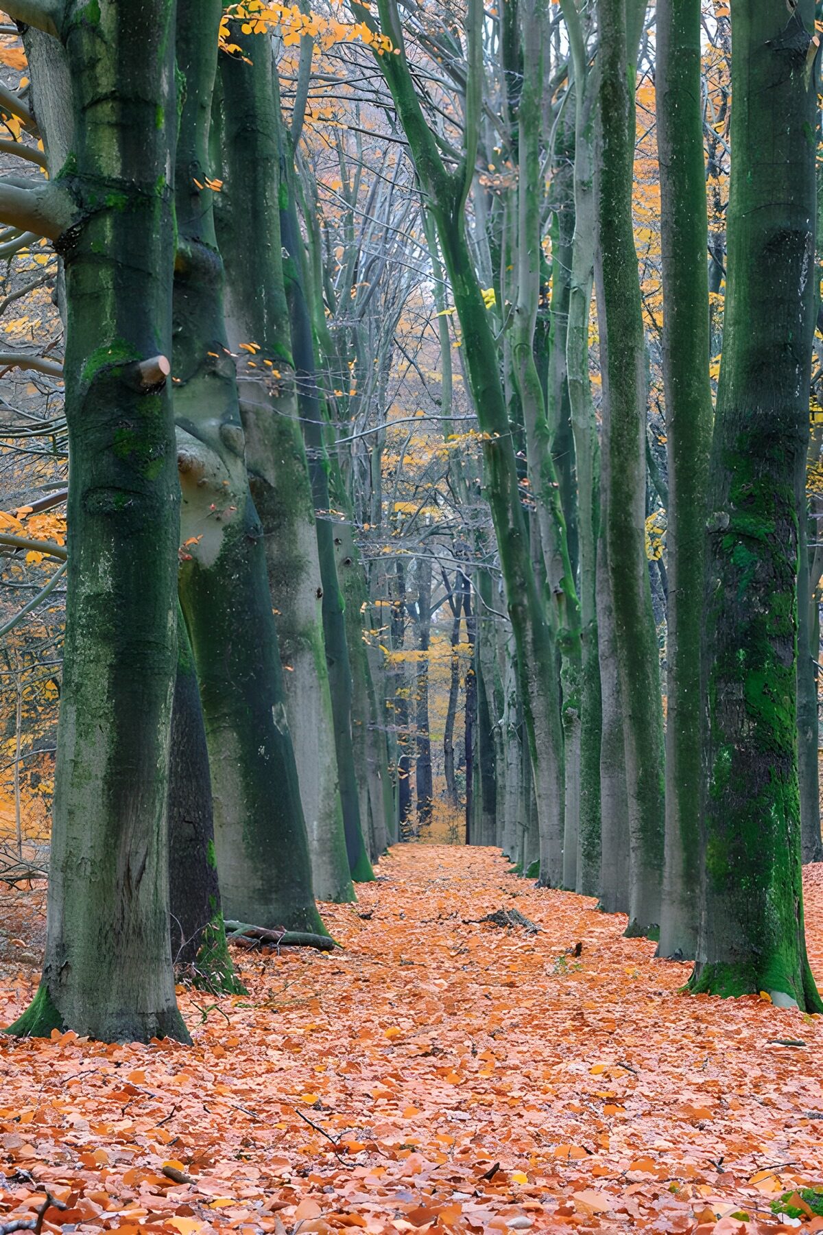 TPES87264: Sendero de otoño entre hayas