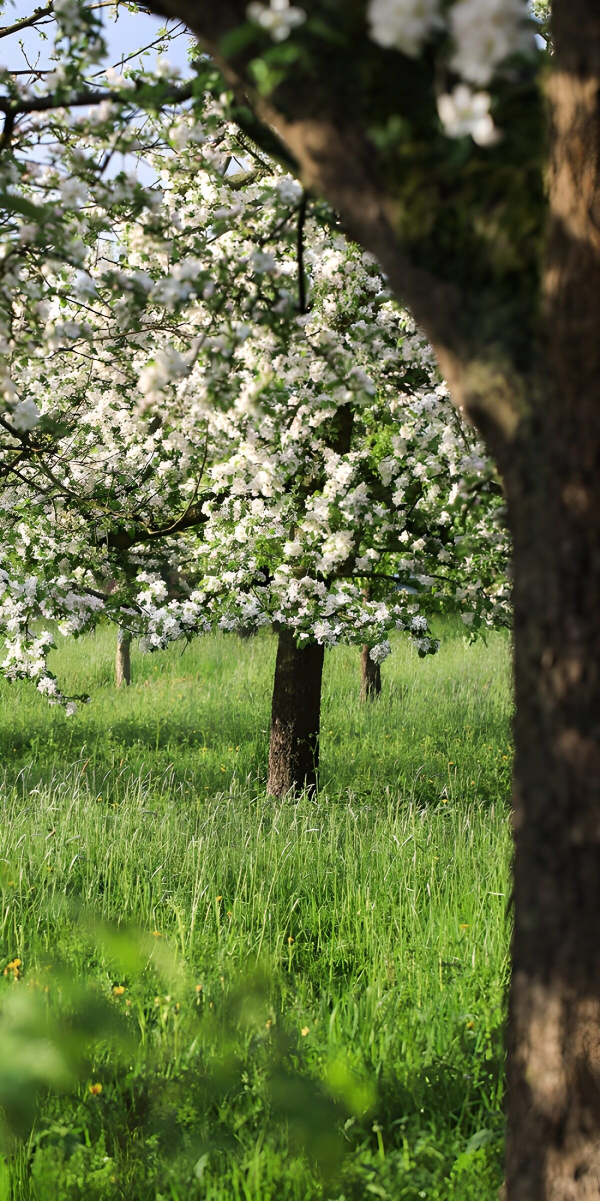TPES35718: Árboles en flor sobre un prado verde