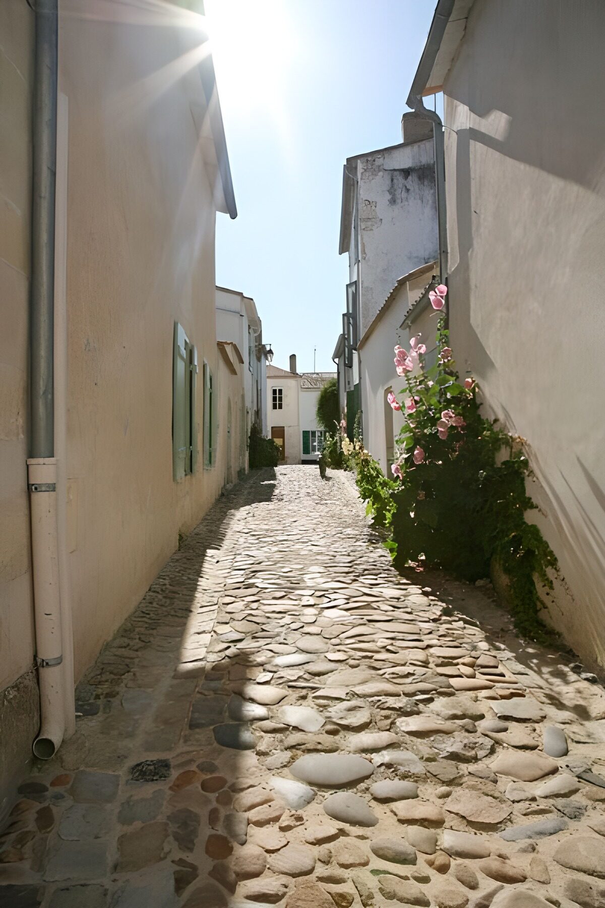 TPES28991: Callejón empedrado con flores rosas