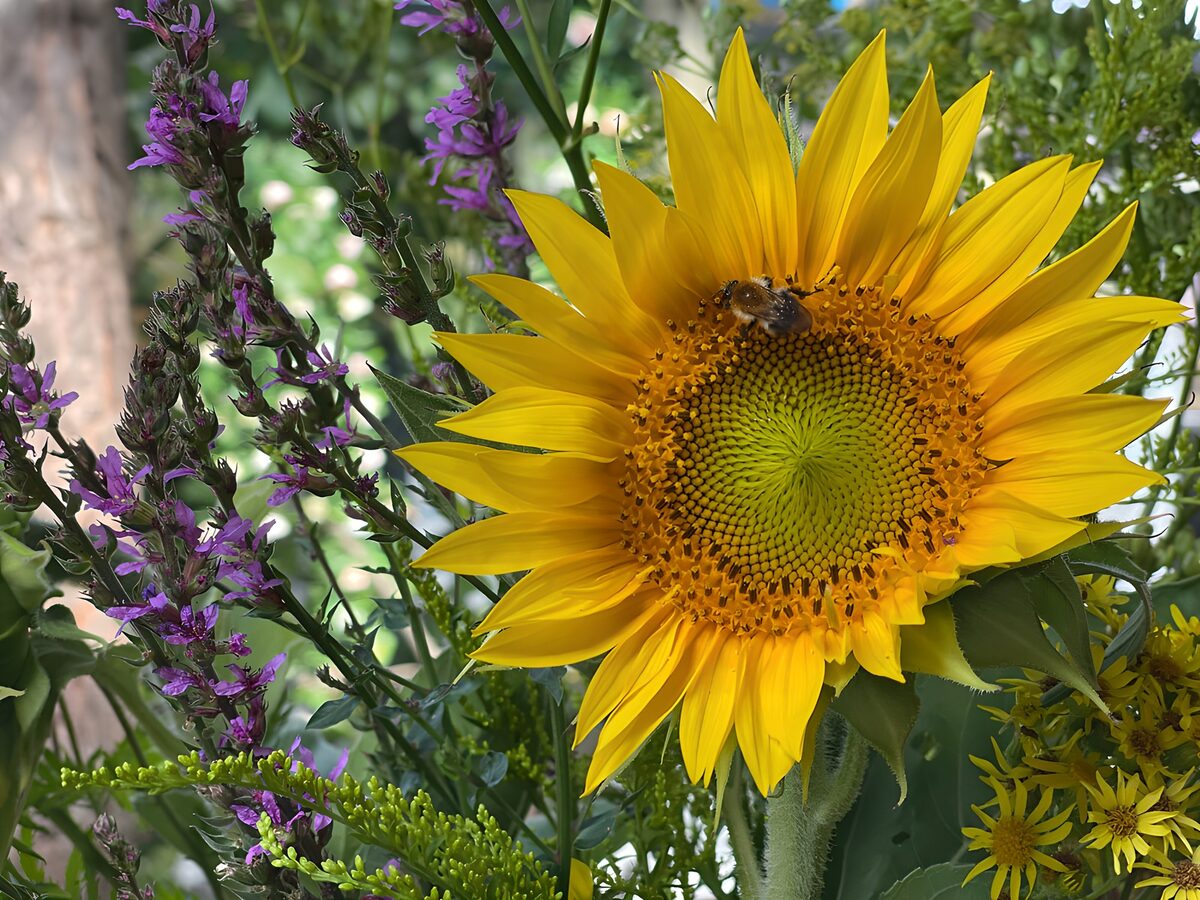 Un sol de pétalos entre flores moradas
