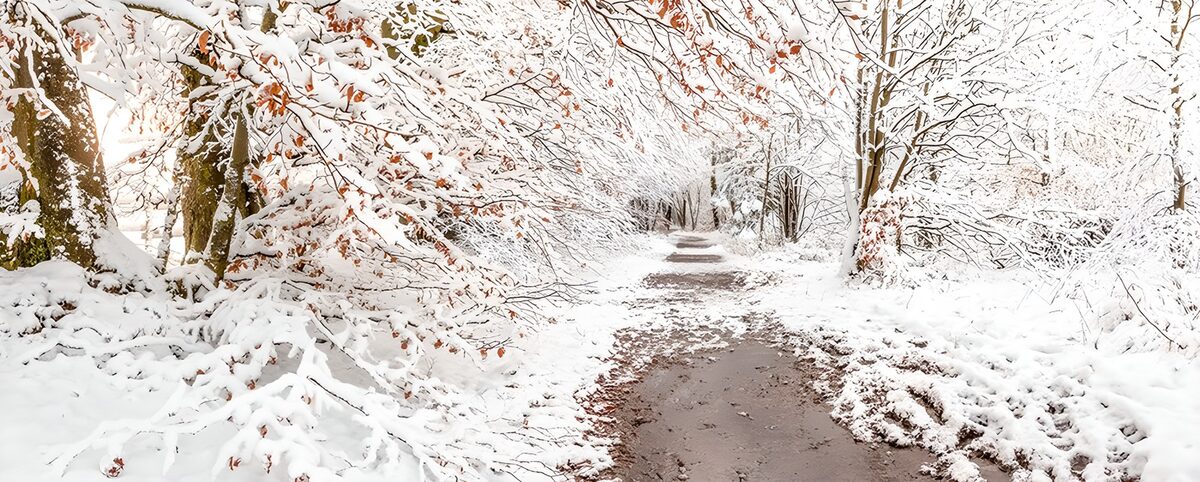 Sendero entre árboles cubiertos de nieve