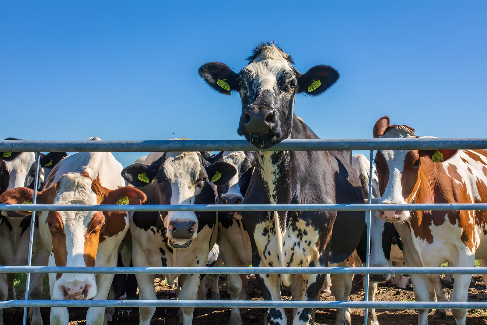 TPES15728: Vacas al sol tras una verja metálica