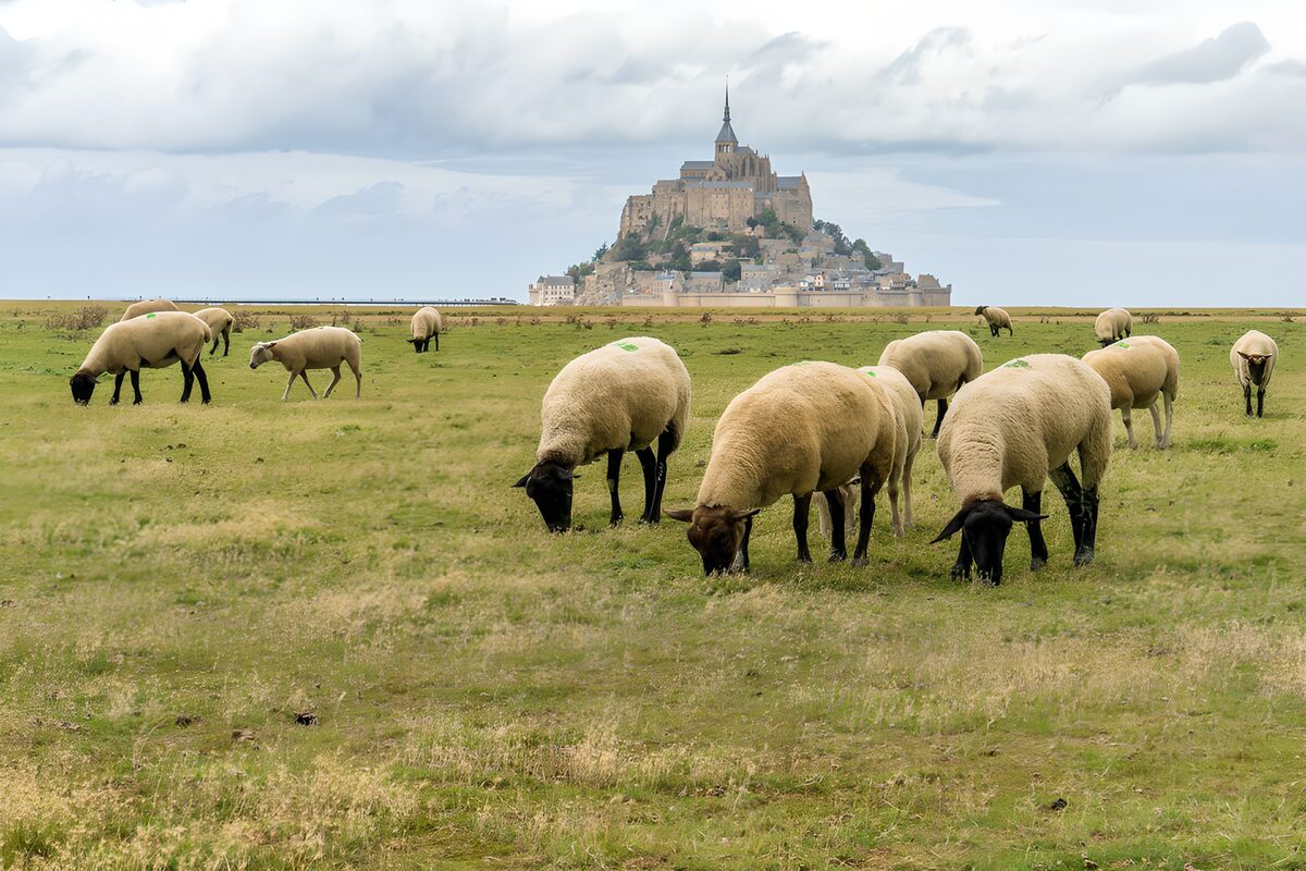 Ovejas pastando ante el Mont Saint-Michel
