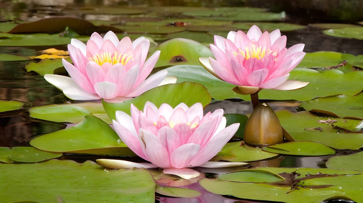 Tres nenúfares rosas en agua tranquila
