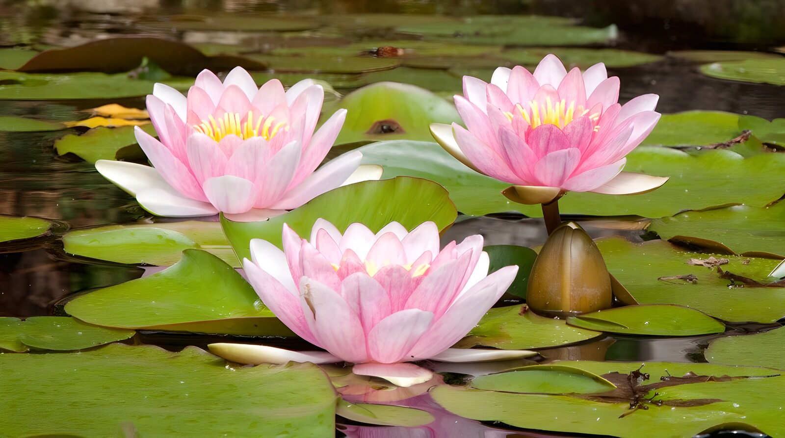 TPES94106: Tres nenúfares rosas en agua tranquila