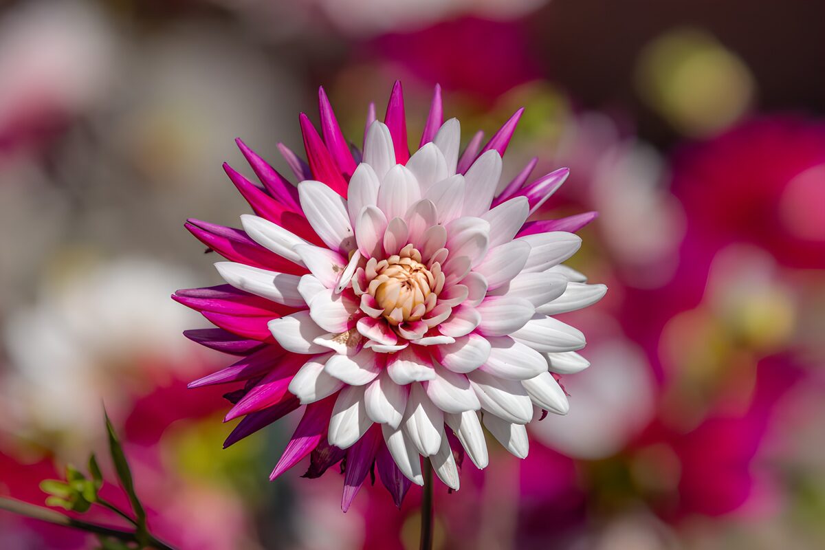TPES37728: Dalia blanca y fucsia a plena luz