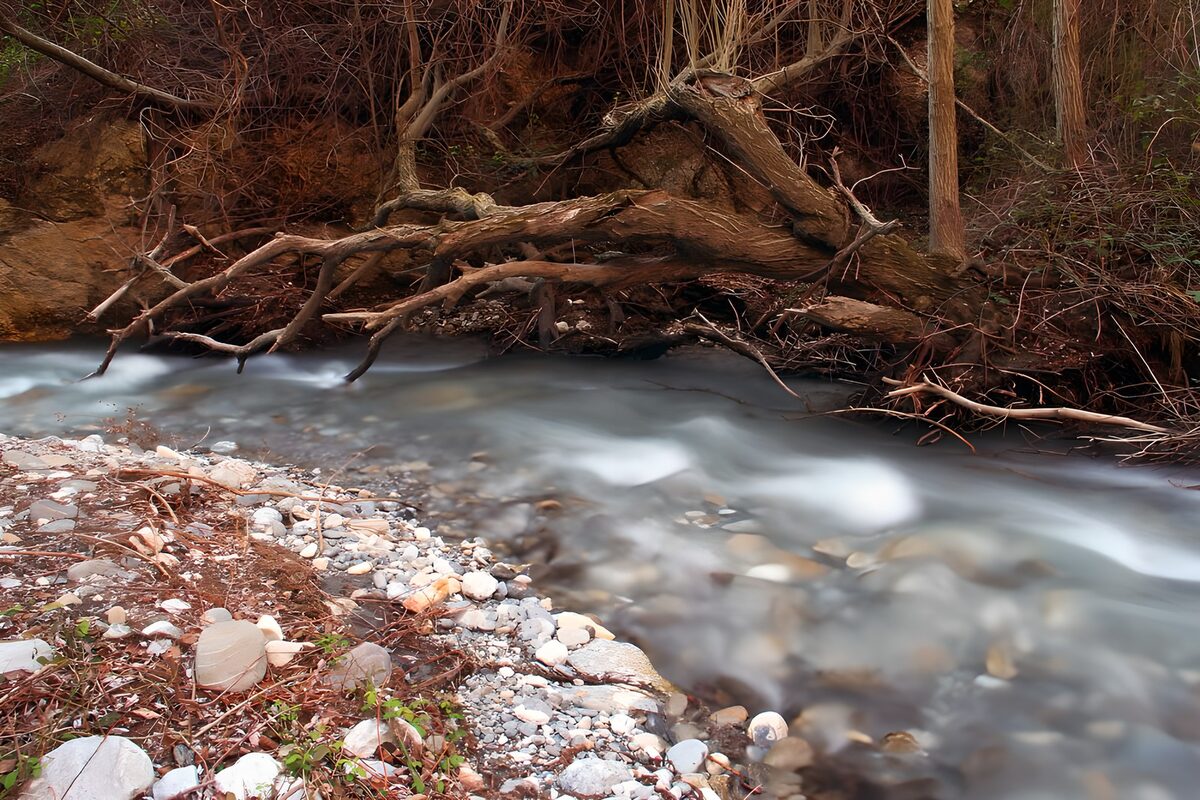Arroyo en calma junto al árbol caído