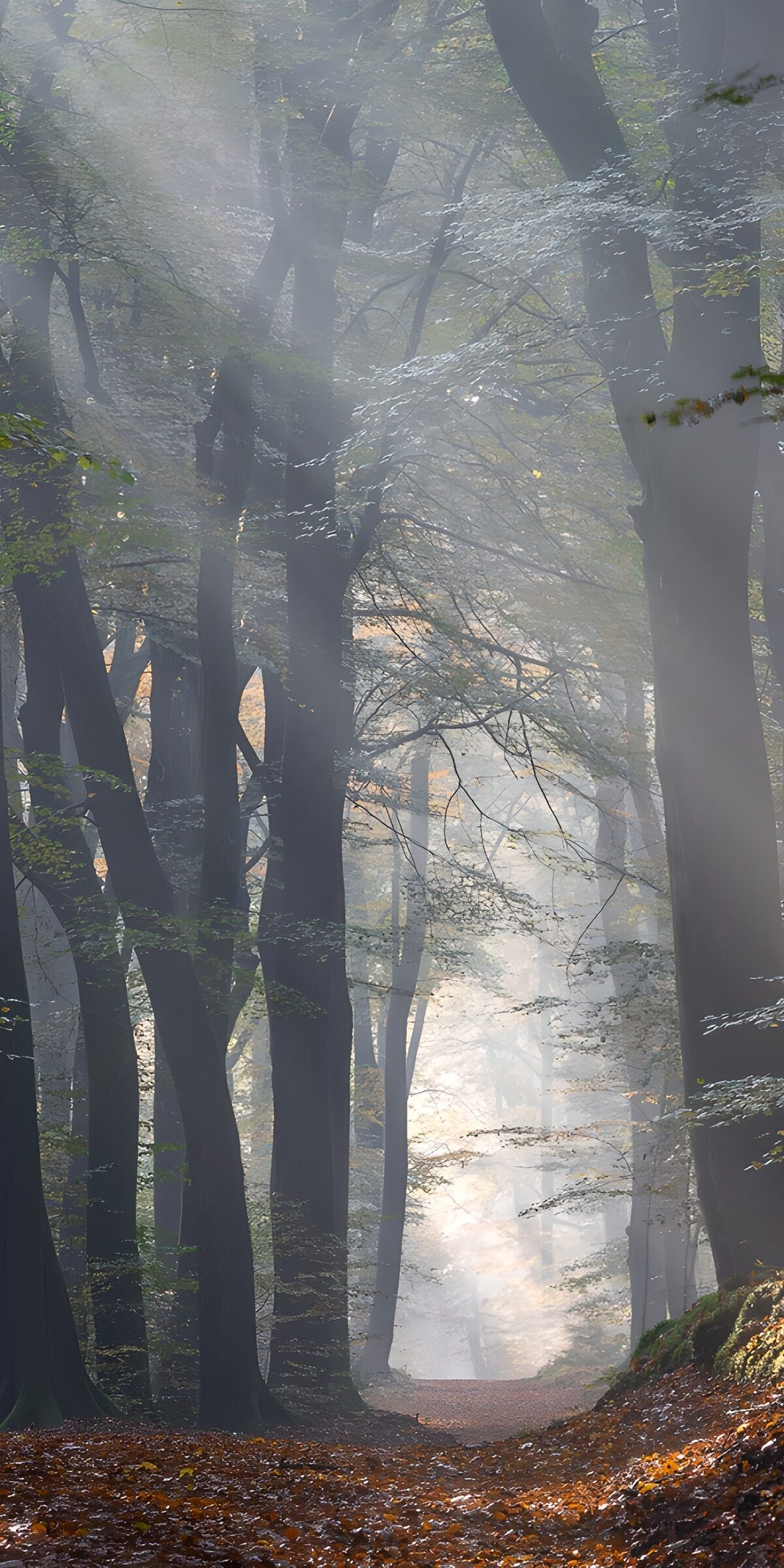 TPES85300: Sendero otoñal en un bosque con niebla