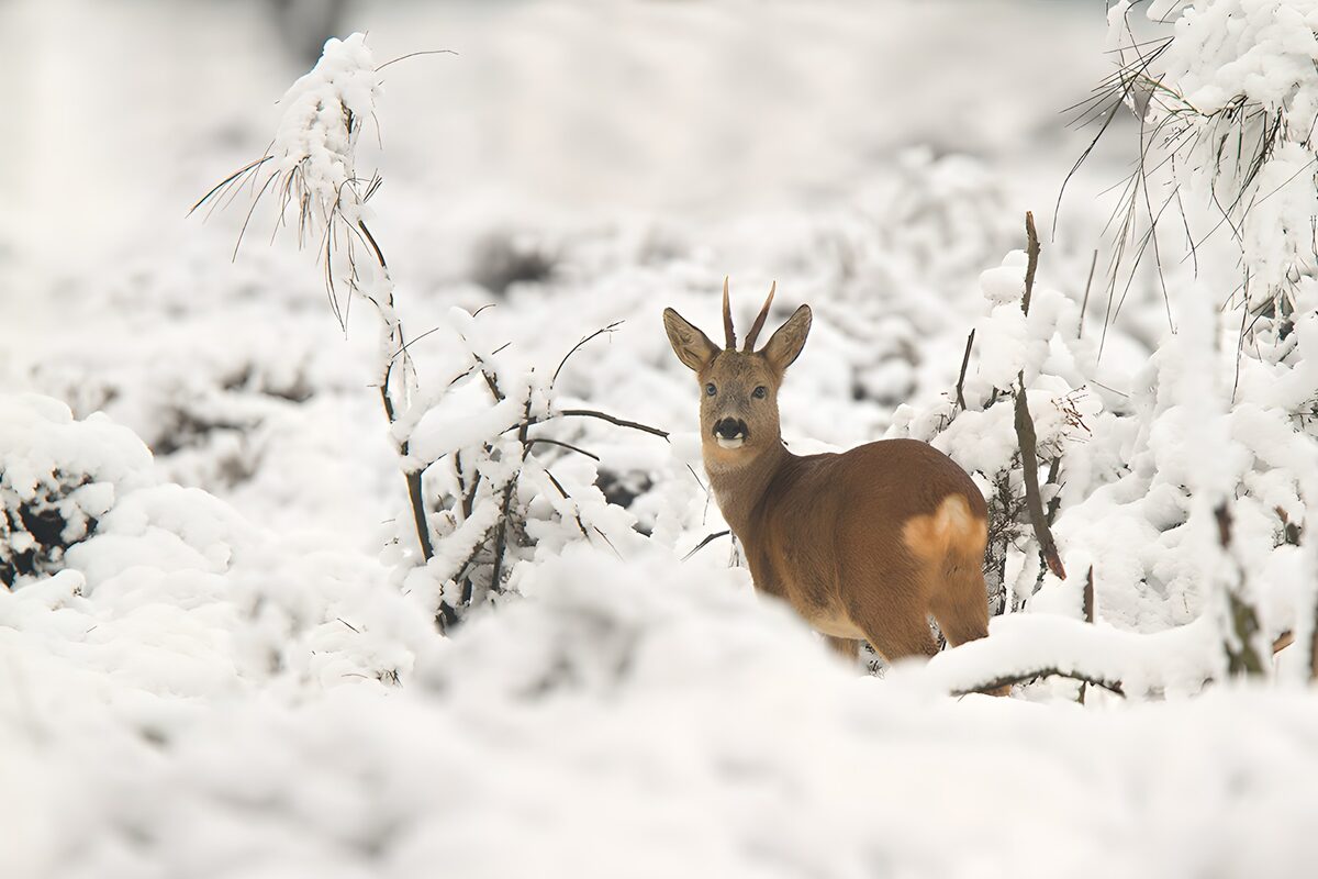 Corzo atento entre ramas nevadas