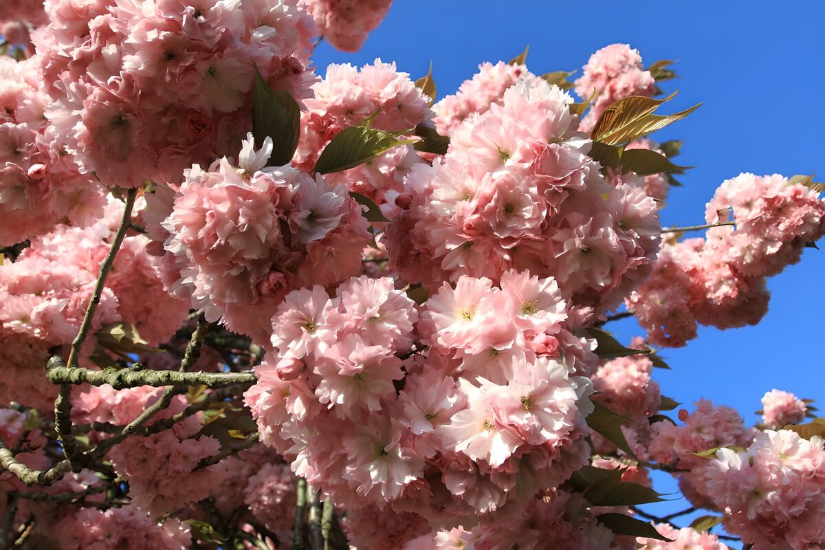 Ramas de flores rosas bajo el cielo azul