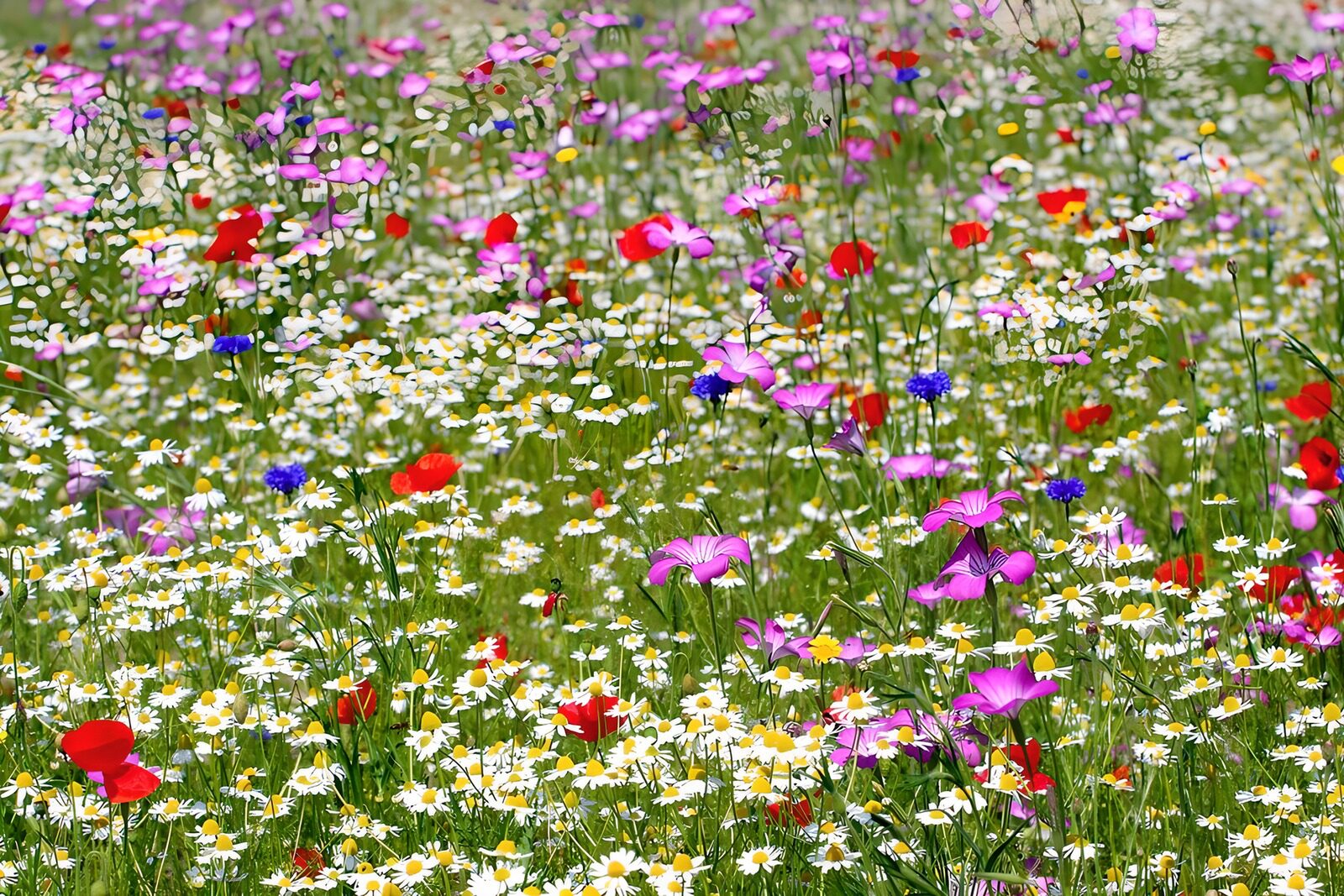 TPES78673: Pradera de margaritas y amapolas al sol
