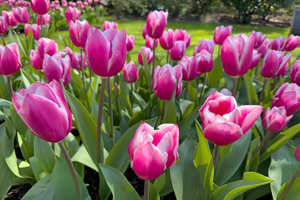 Tulipanes rosas y blancos en flor