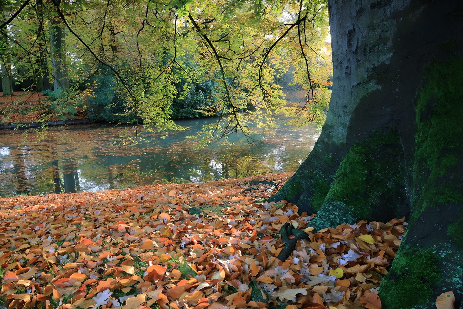 TPES92616: Tronco con musgo junto al río en otoño