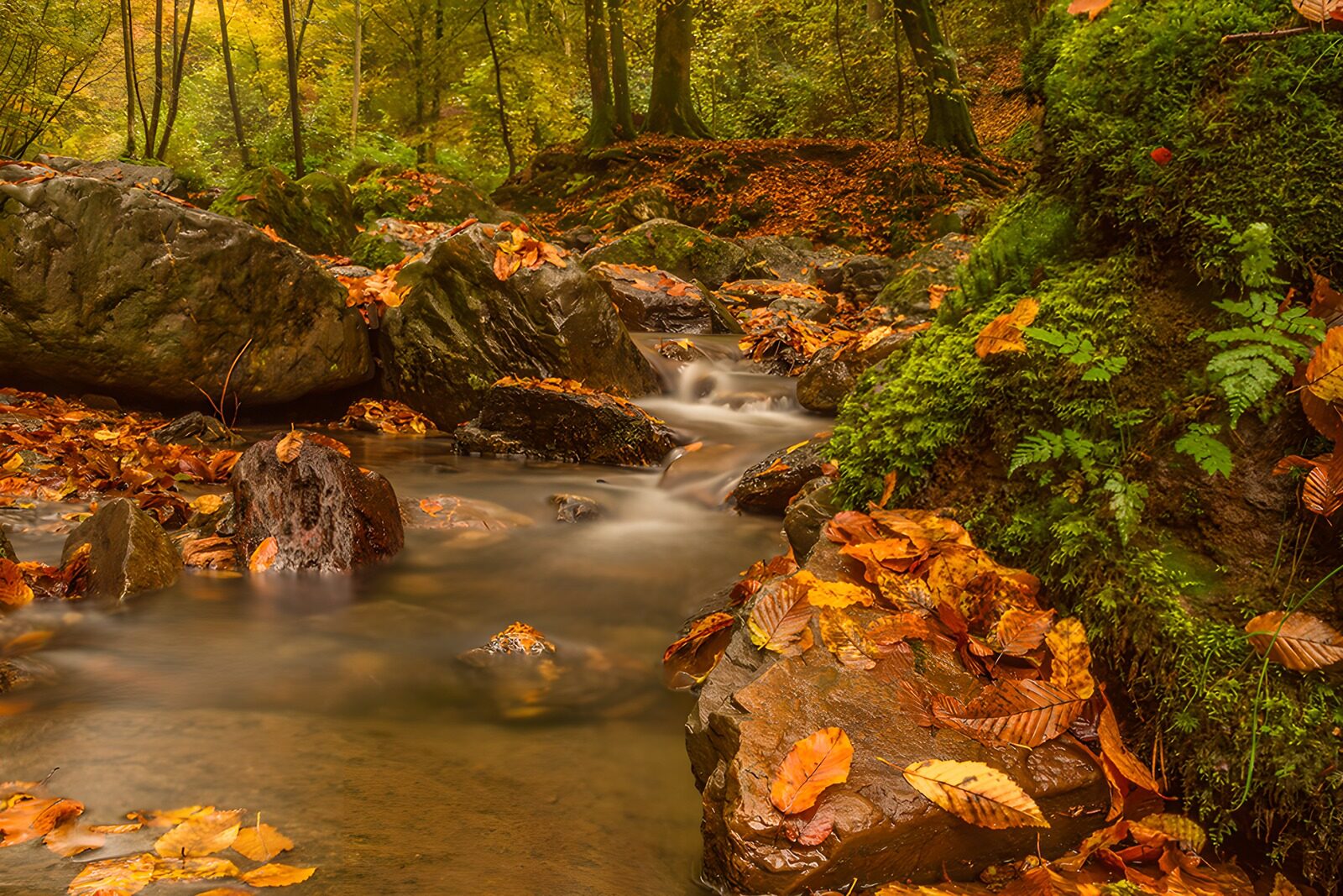 TPES54749: Agua de seda en el bosque dorado