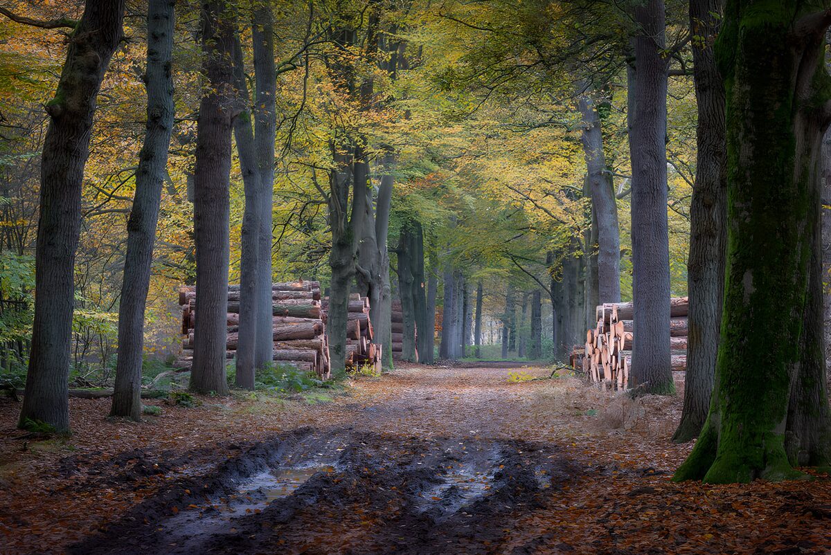 Camino embarrado entre árboles de otoño