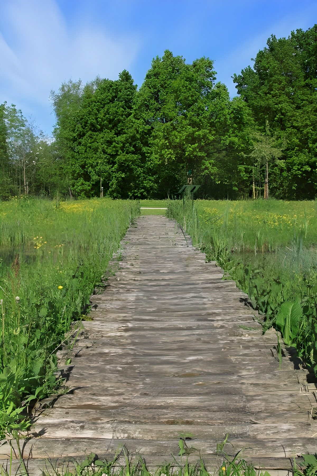 Pasarela de madera entre pradera y bosque