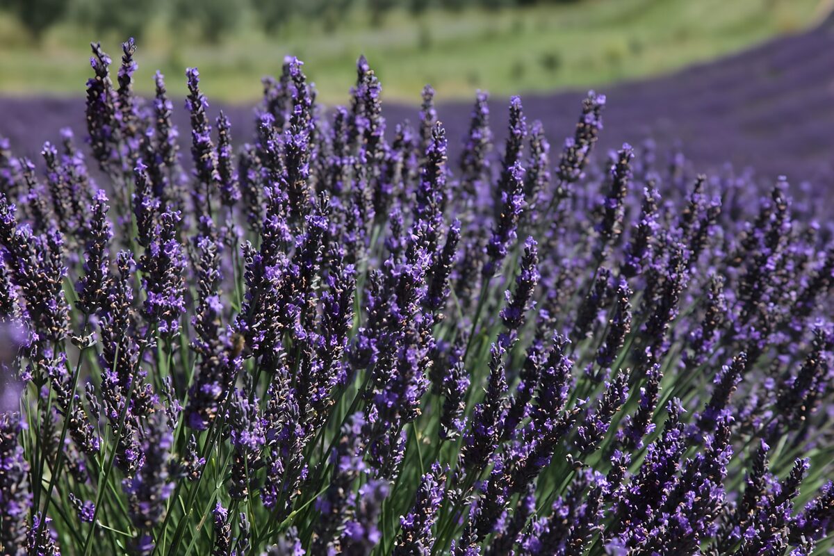 Lavanda en flor bajo el sol