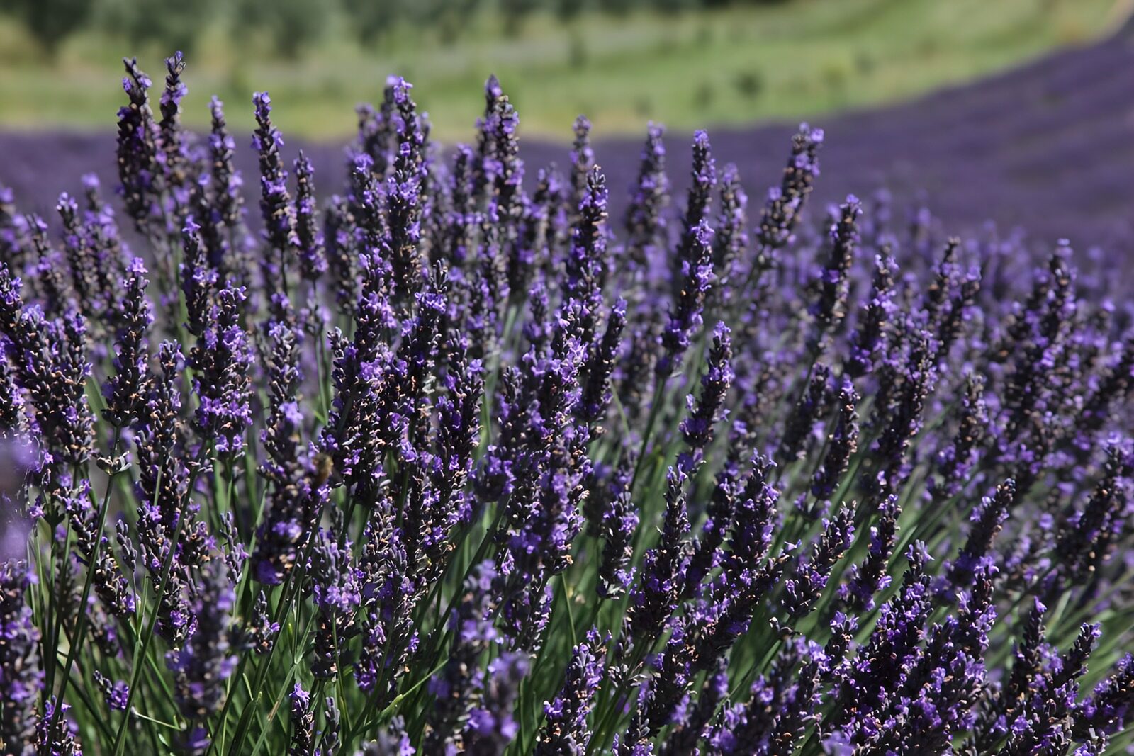 TPES49357: Lavanda en flor bajo el sol
