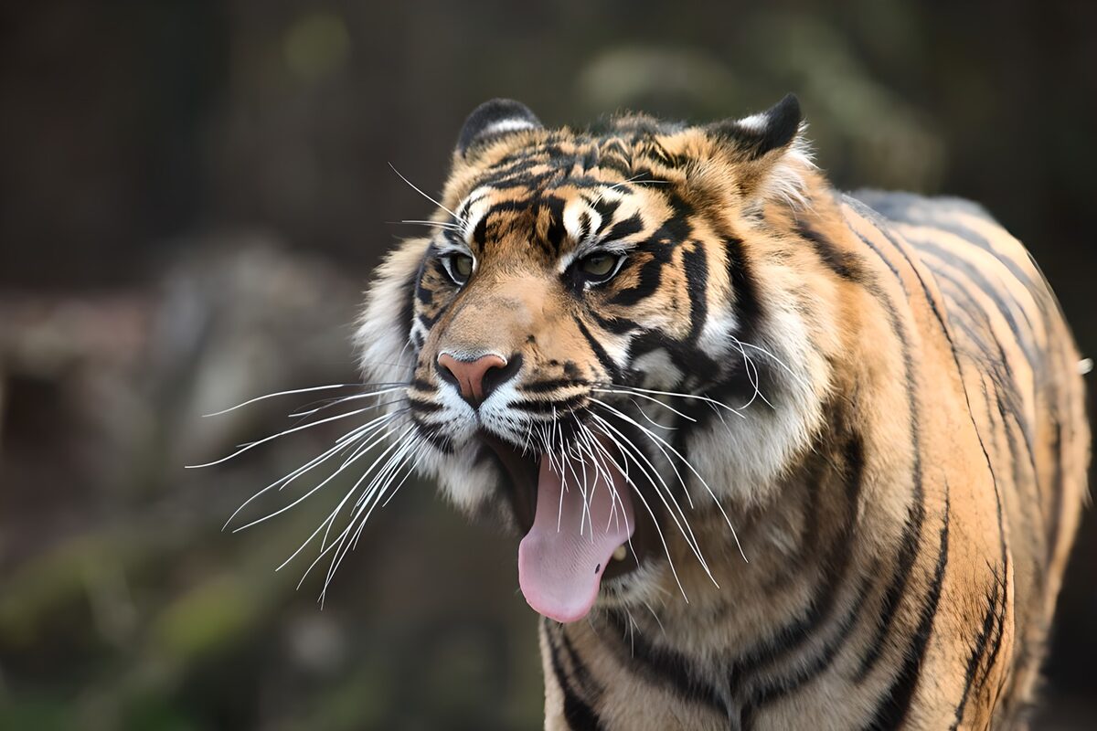 Tigre en primer plano con la boca abierta