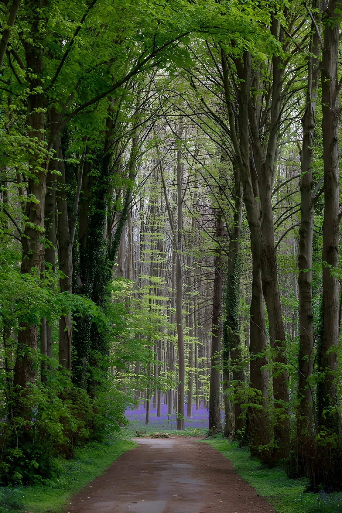 TPES75641: Sendero de primavera con flores azules