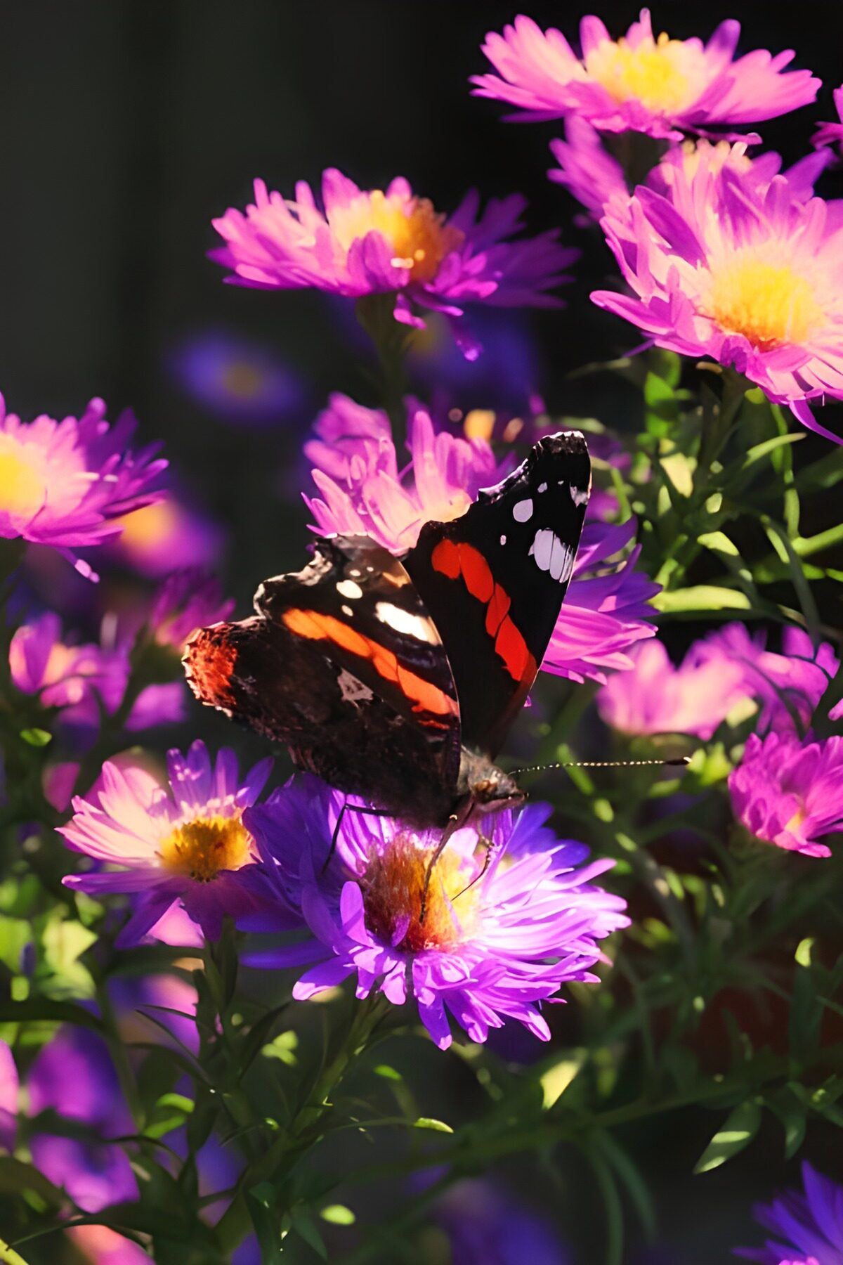 TPES77970: Mariposa al sol sobre un áster violeta