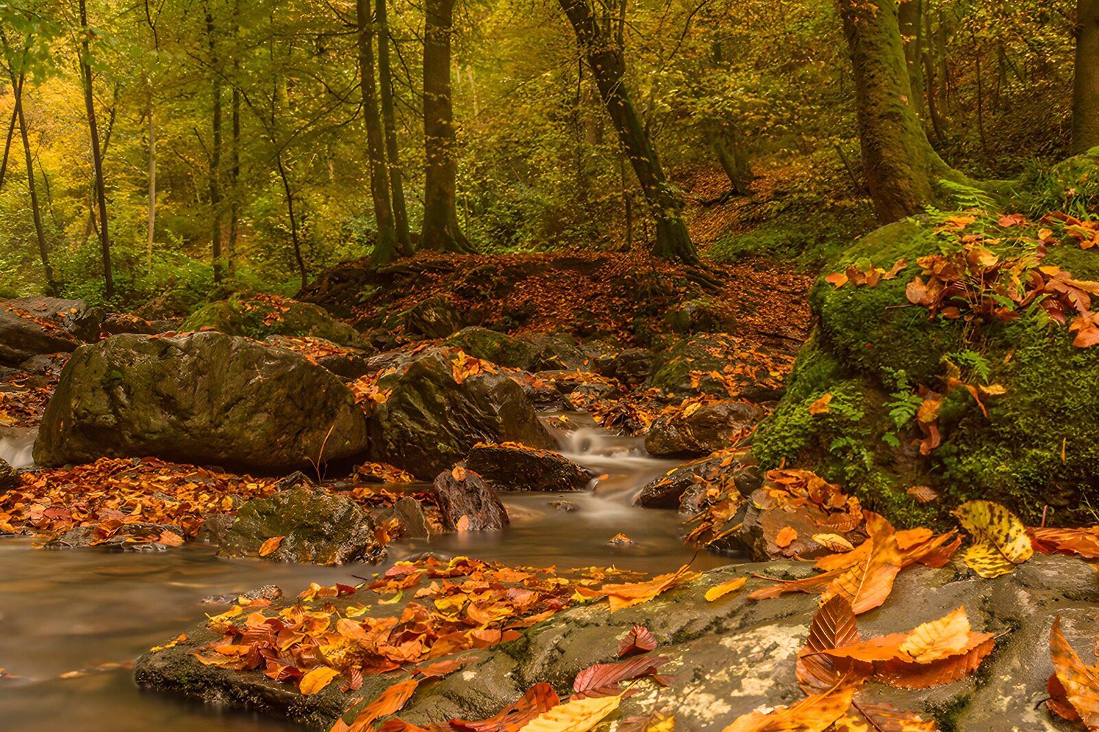 TPES76434: Hojas de otoño al compás del arroyo