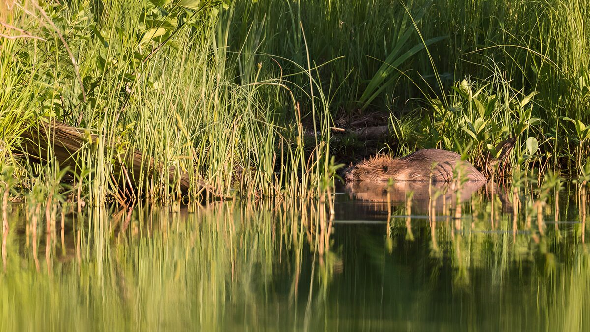 Castor en aguas tranquilas entre juncos
