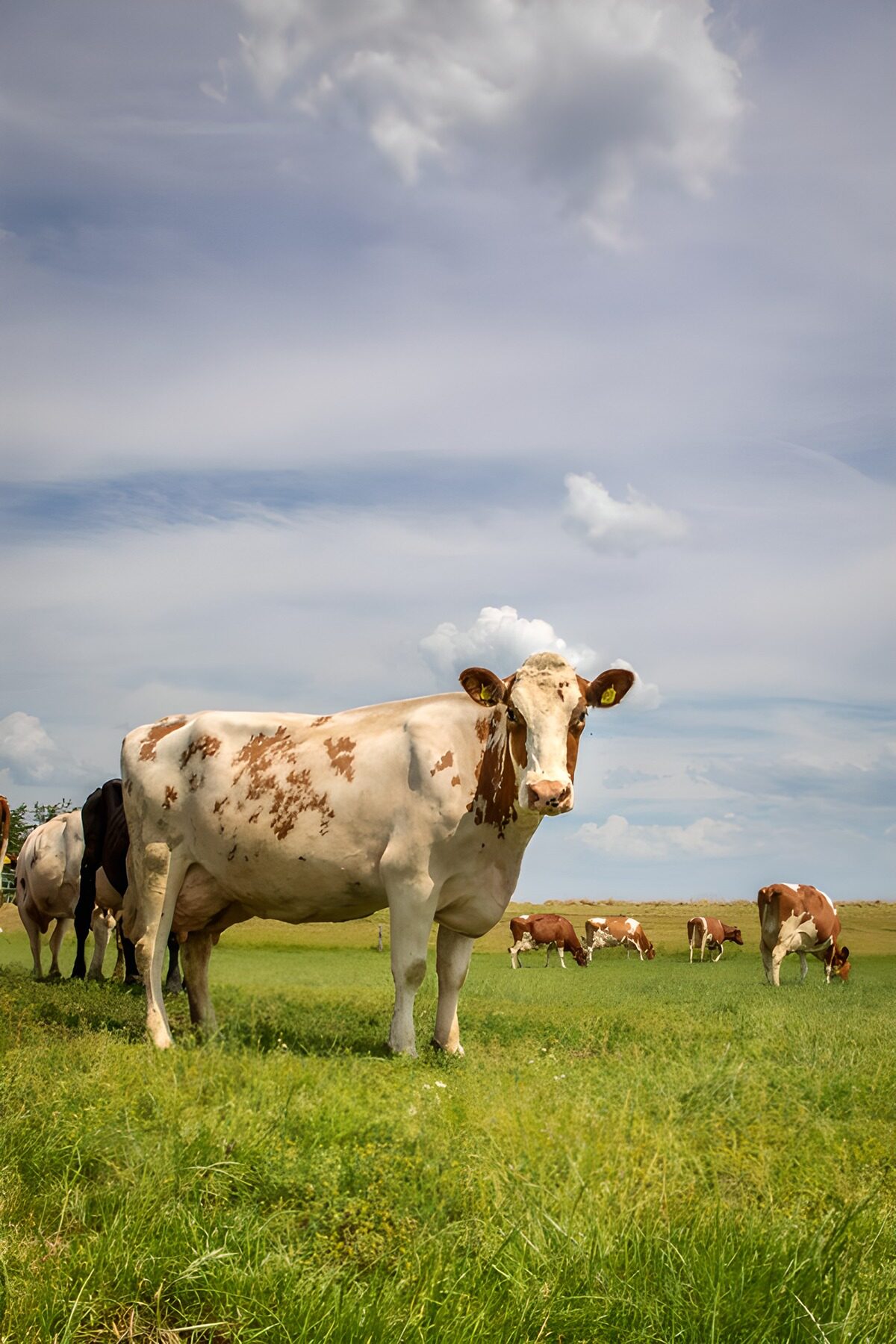 TPES99487: Vaca marrón y blanca en la pradera