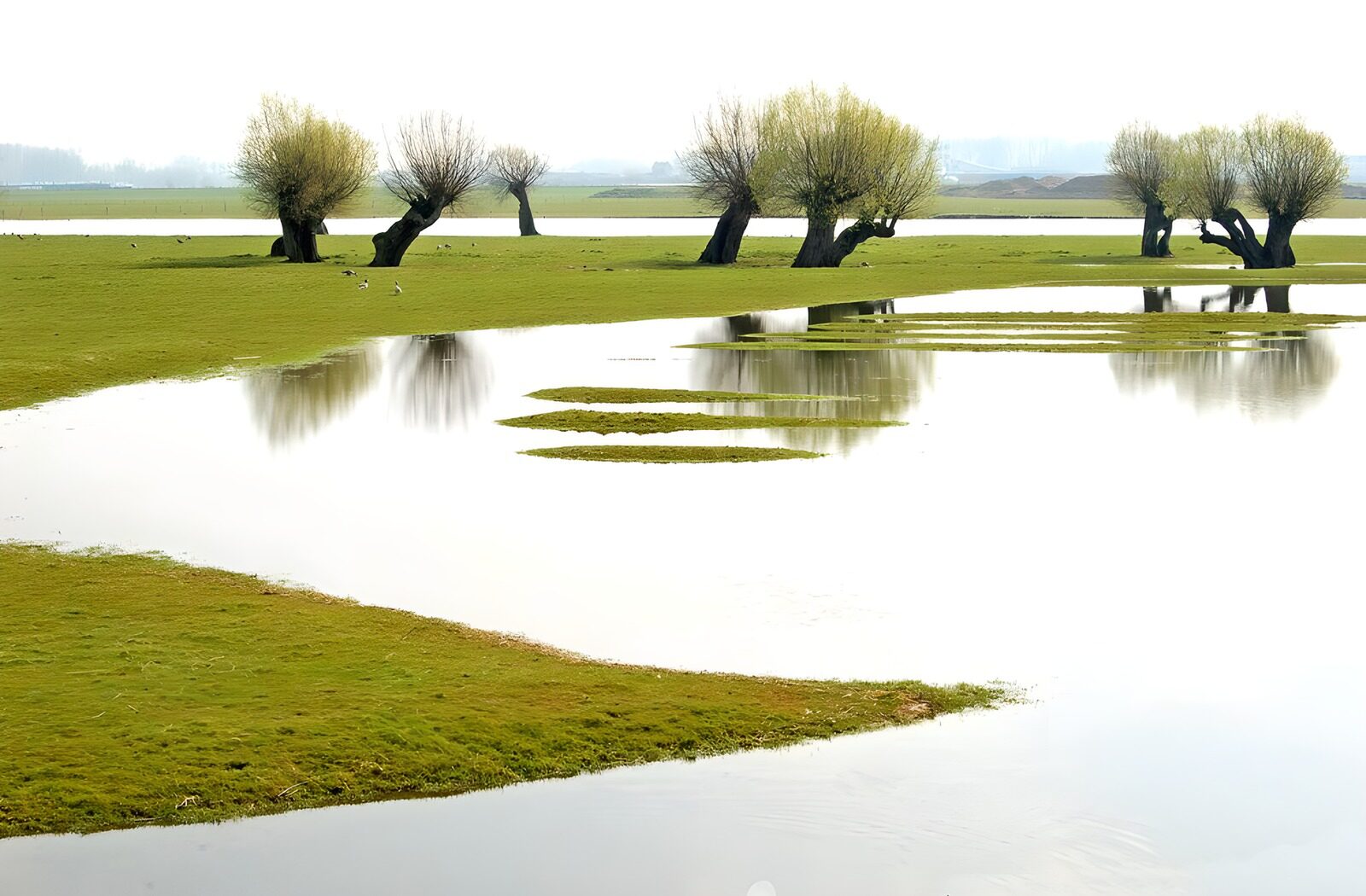 TPES37413: Sauces en la pradera inundada