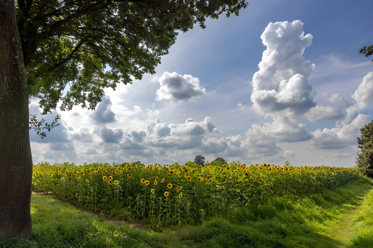 Campo de girasoles bajo nubes de verano