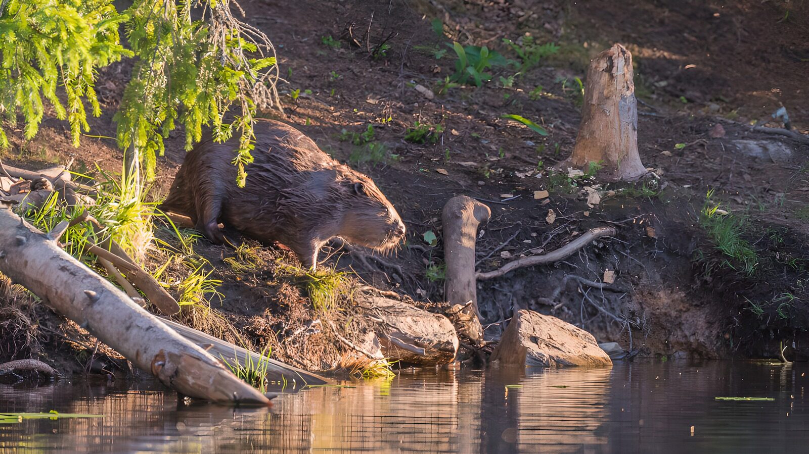 TPES43846: Castor entre raíces y aguas tranquilas