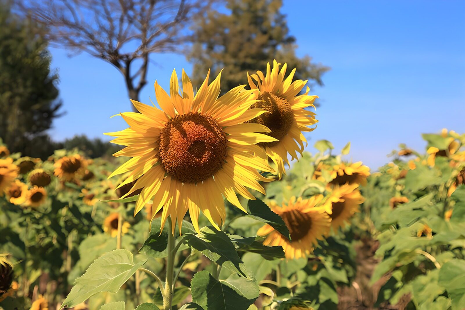 TPES20868: Girasoles al sol en pleno campo