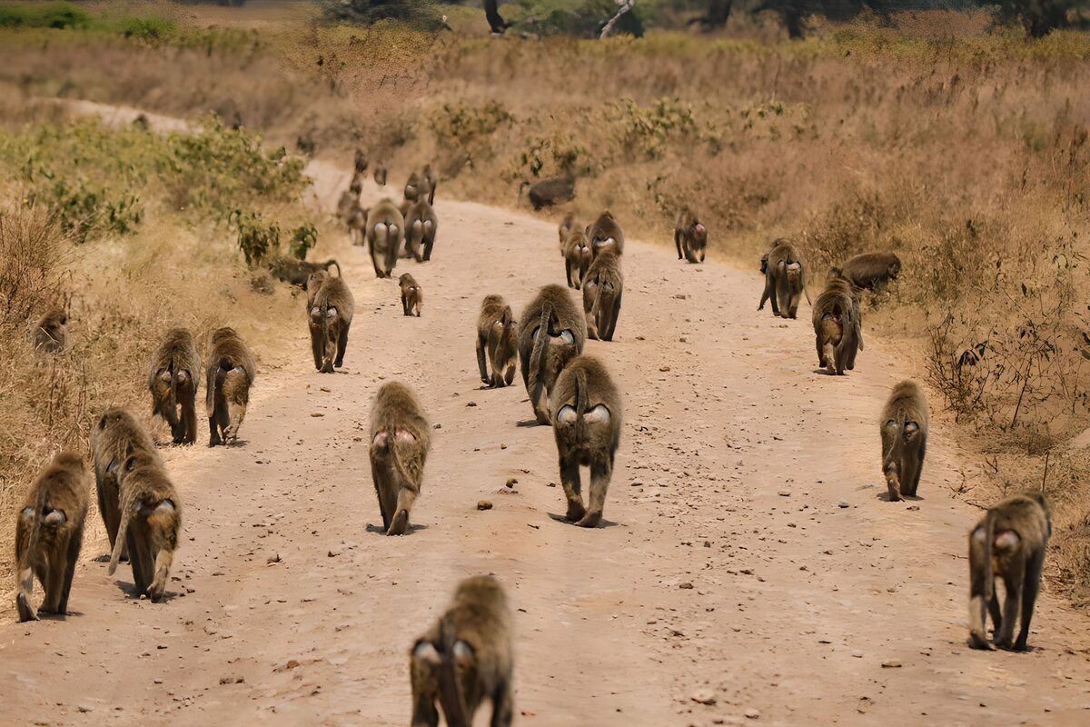 Babuinos por un camino de tierra