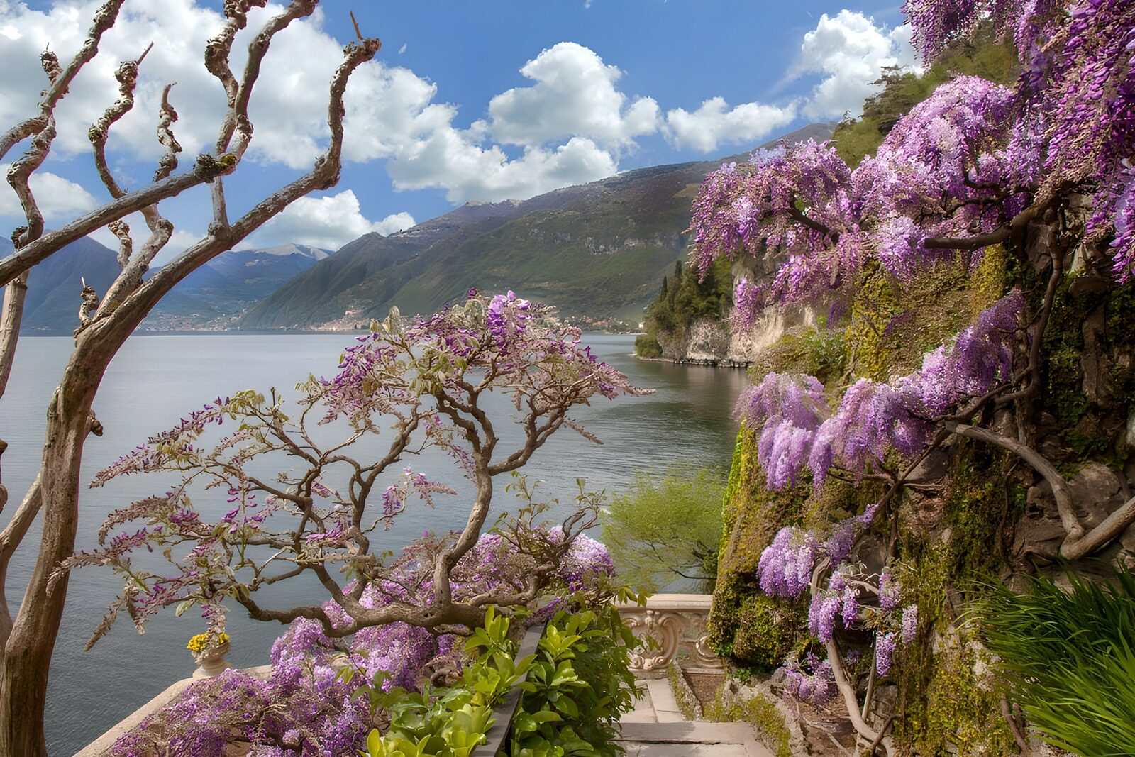 TPES50820: Jardín de glicinias a orillas del lago