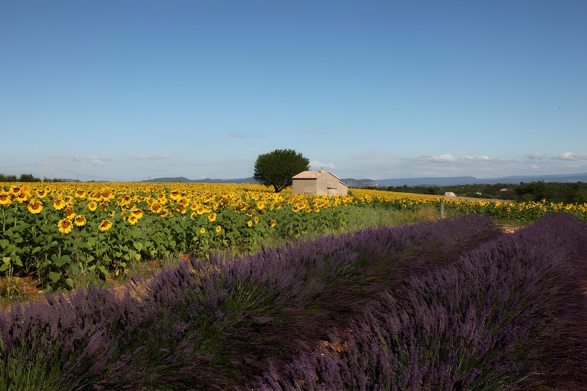 TPES24172: Lavanda y girasoles al sol