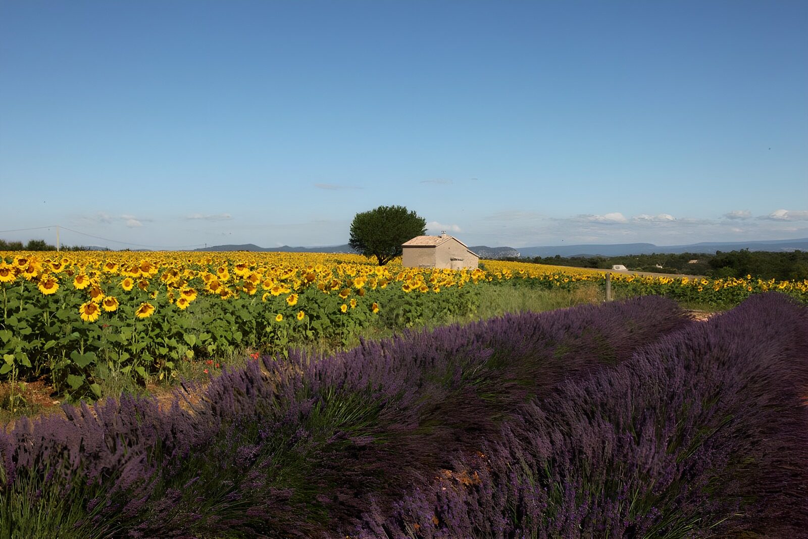 TPES24172: Lavanda y girasoles al sol