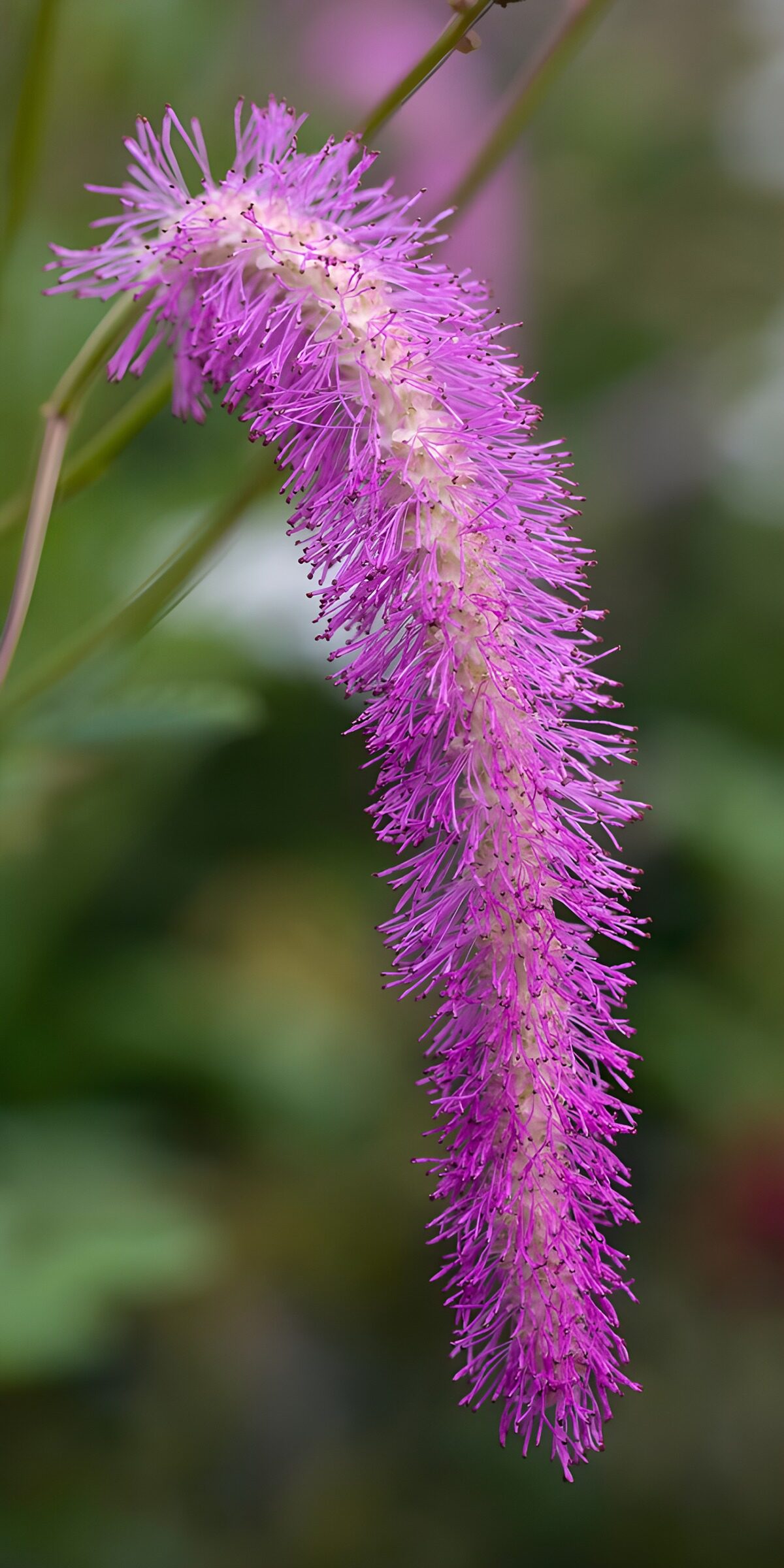 TPES50383: Espiga rosa de suave curvatura