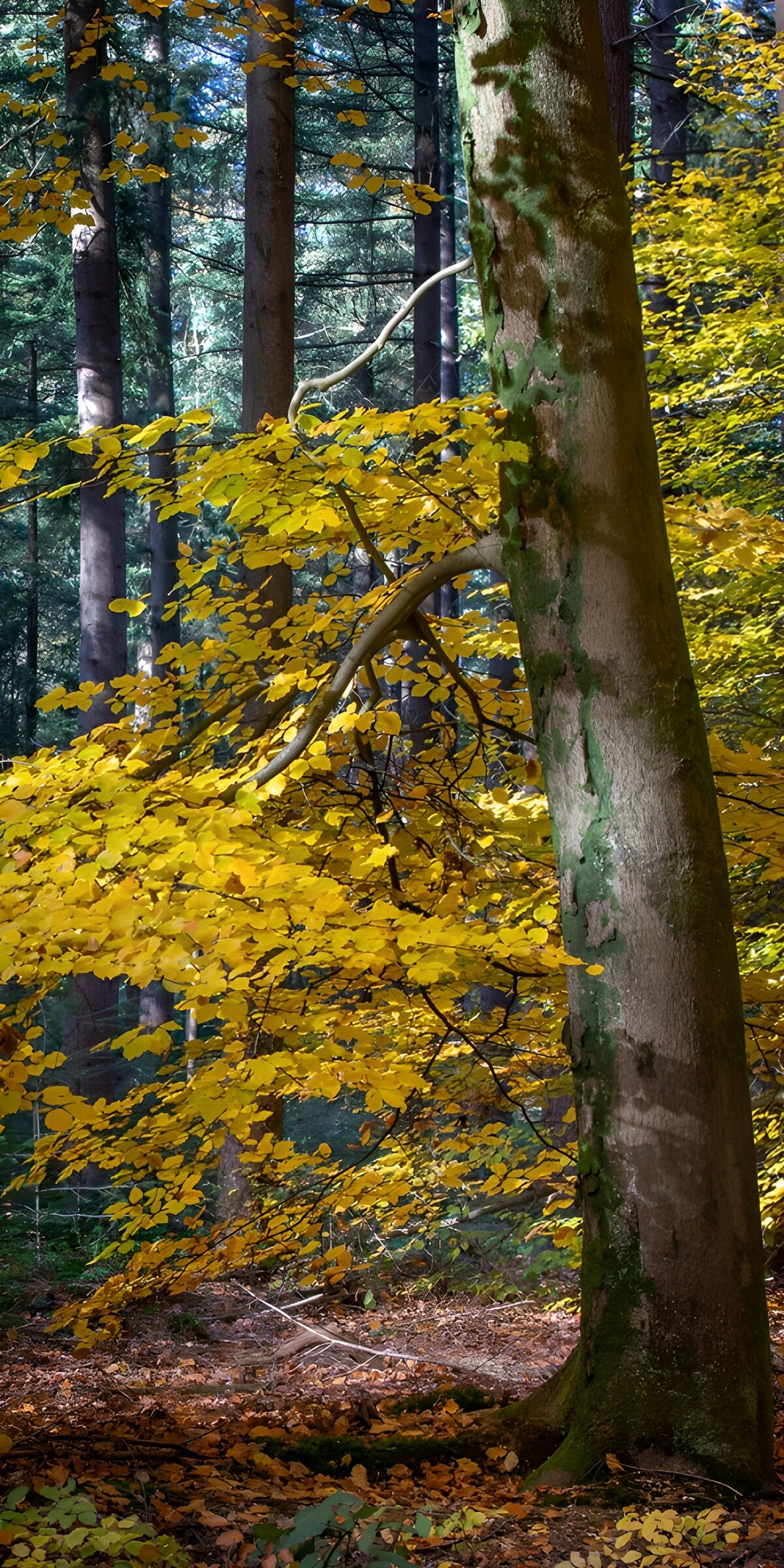 TPES69529: Troncos y hojas amarillas de otoño