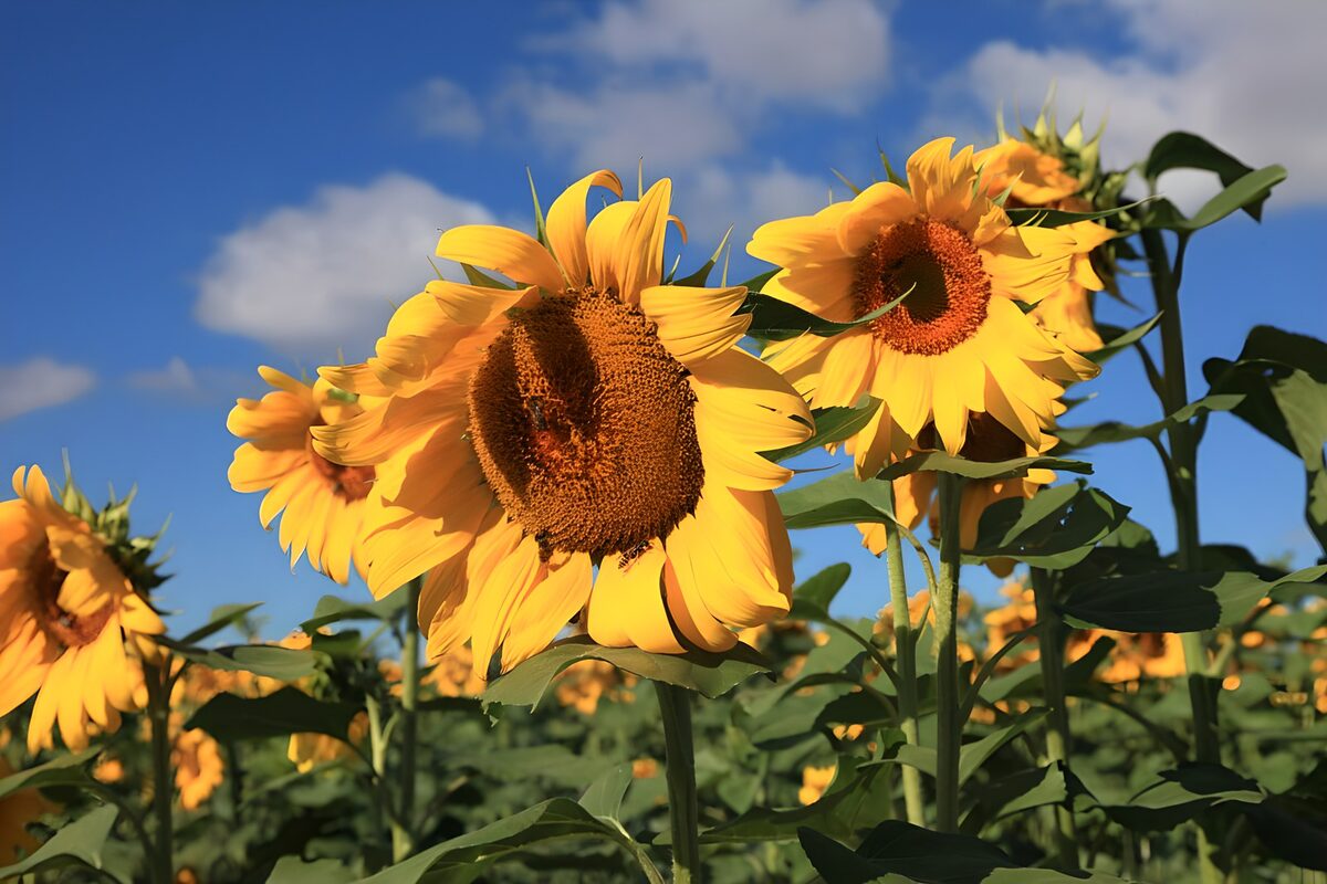 Girasoles bajo un cielo azul