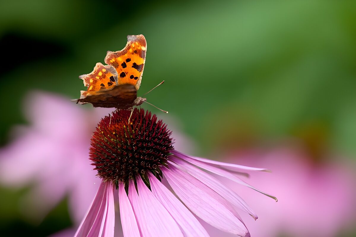 Mariposa naranja sobre una flor rosa