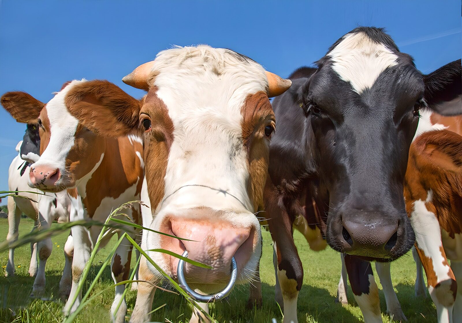 TPES52768: Vacas curiosas en primer plano