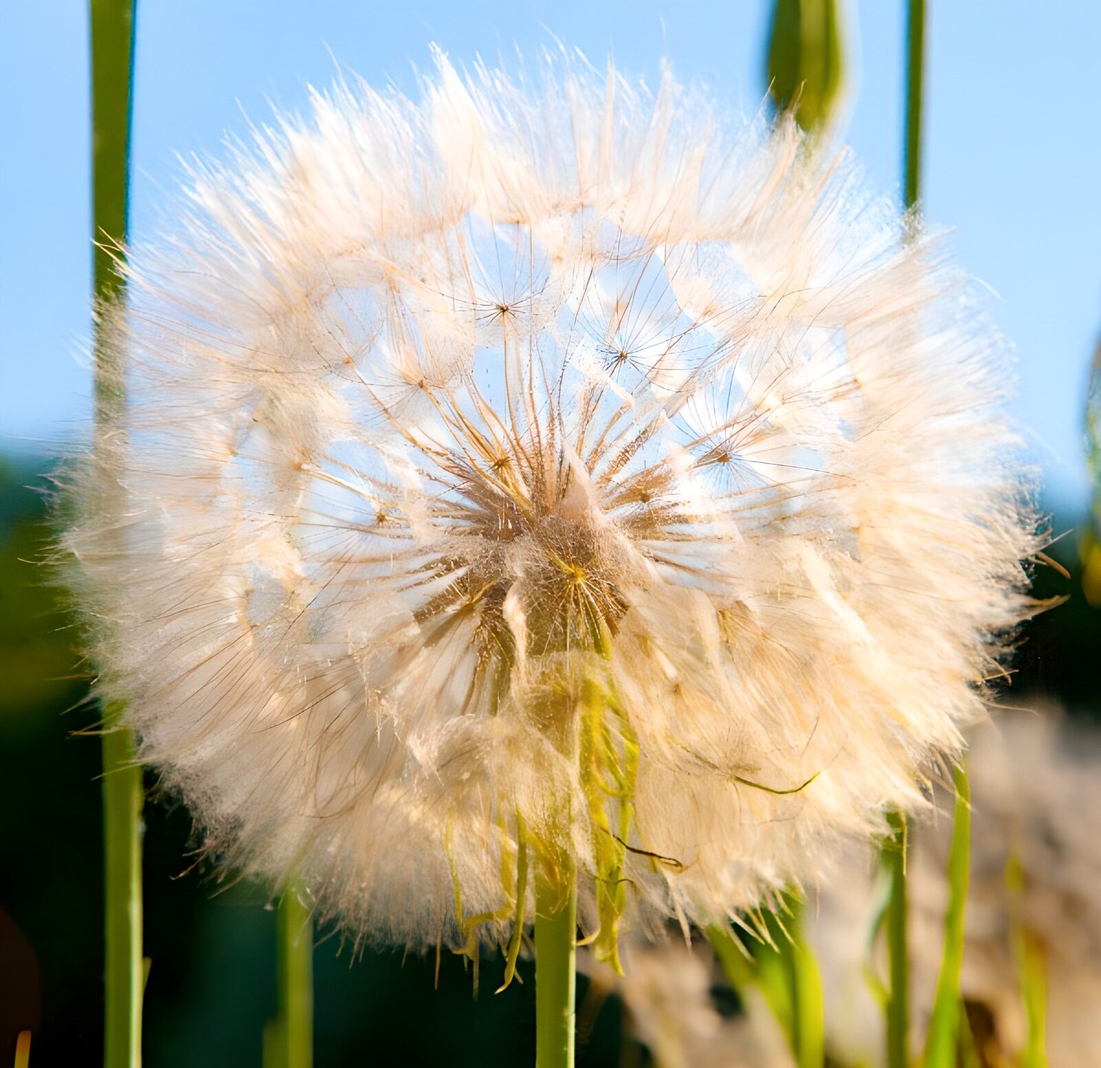 TPES35687: Esfera de semillas blancas al sol