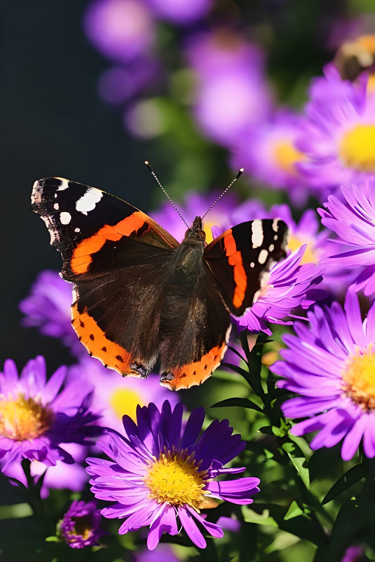Mariposa entre ásteres al sol