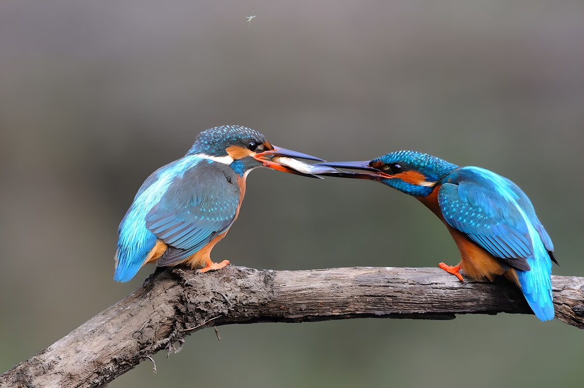Dos martines pescadores frente a frente