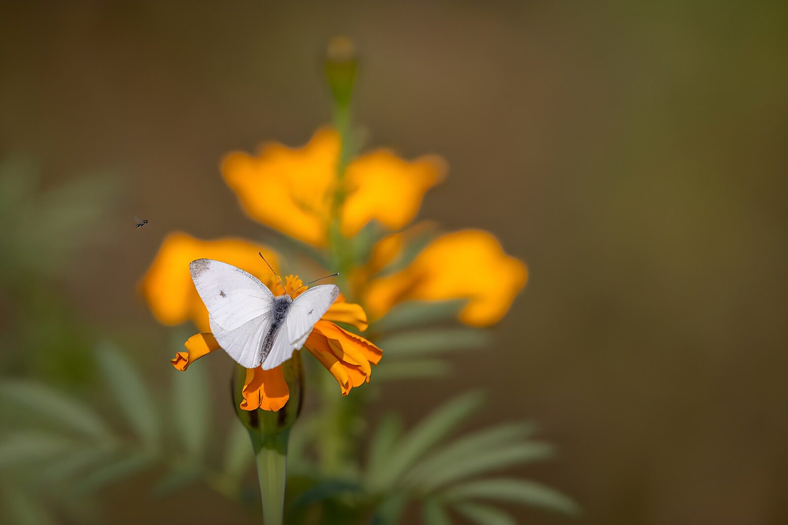 TPES52343: Mariposa blanca sobre una flor naranja