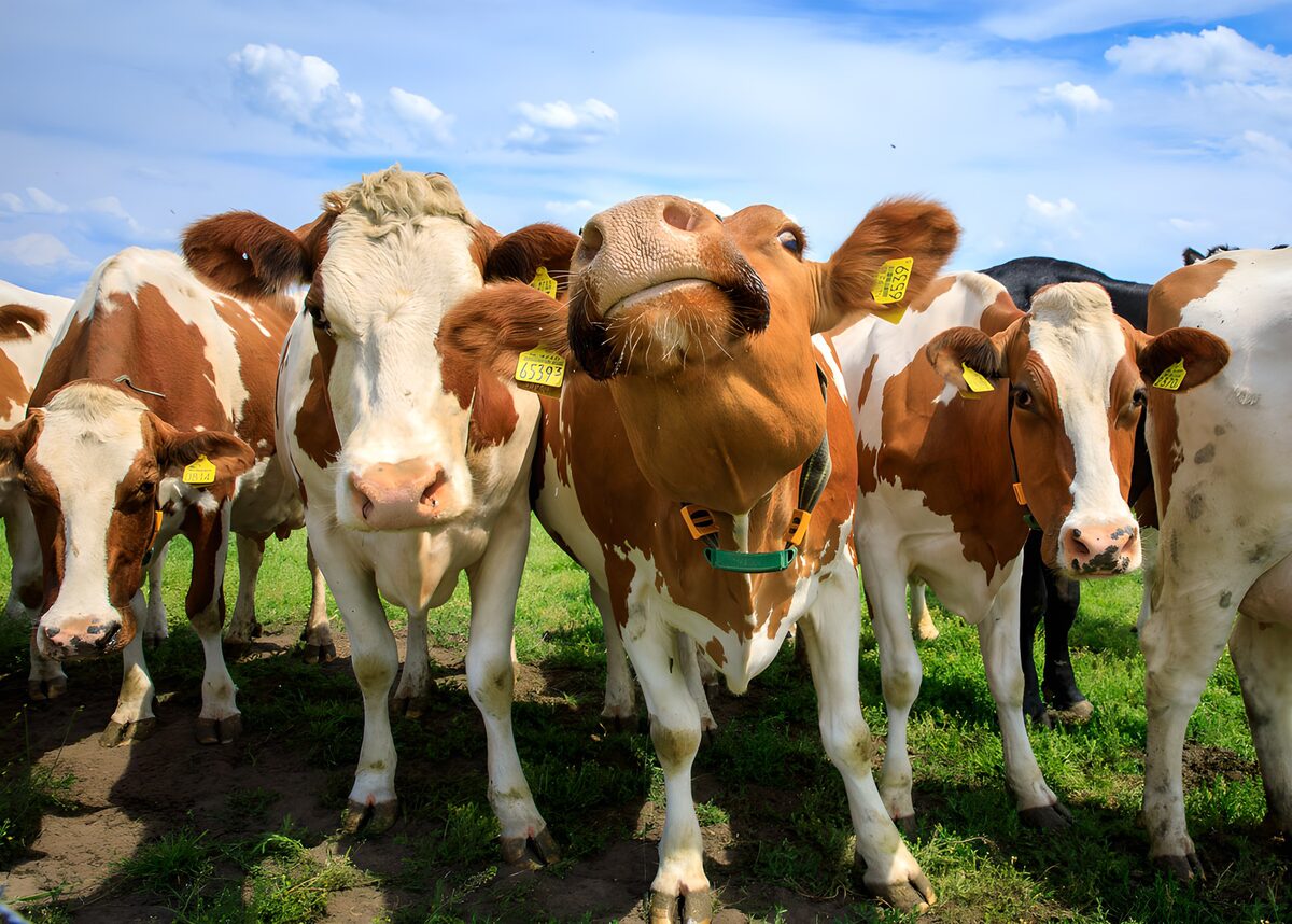 Vacas curiosas: ¿a qué huele la cámara?