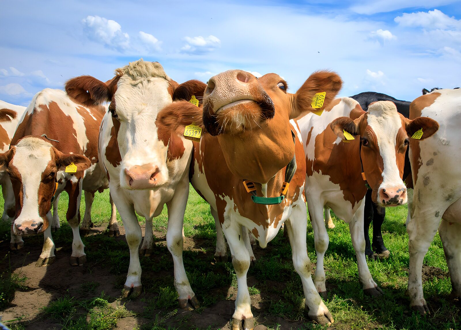 TPES64473: Vacas curiosas: ¿a qué huele la cámara?